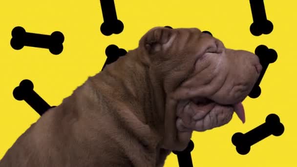 Shar pei dog with falling bones background — Stock Video