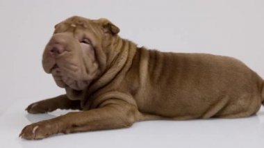 Beyaz arka planlı Shar pei köpeği