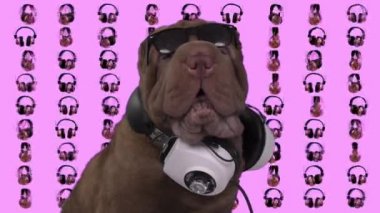 Kulaklıklı DJ Fransız bulldog.