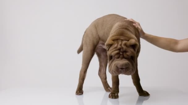 Shar pei hund med vit bakgrund — Stockvideo