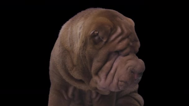 Shar pei dog with black background — Stock Video