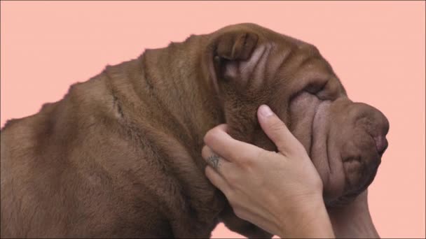 Shar pei hund med händer stoking ansikte — Stockvideo