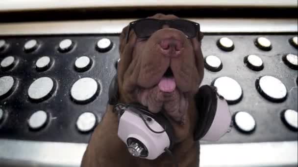 DJ bulldog francés con tocadiscos récord — Vídeos de Stock