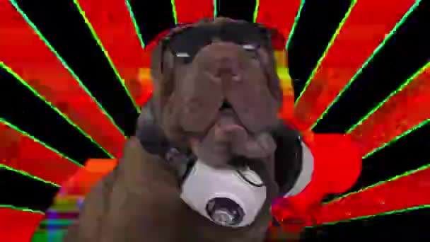 DJ Fransk bulldog med hodetelefoner – stockvideo
