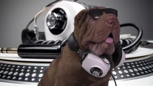 DJ french bulldog with record turntables — Stock Video