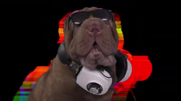 DJ法国斗牛犬，头戴耳机 — 图库视频影像