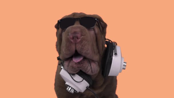 DJ bulldog francês com fones de ouvido — Vídeo de Stock