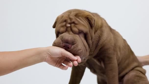 Shar pei hund med vit bakgrund — Stockvideo