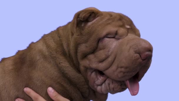 Shar Pei Hund mit hellblauem Hintergrund — Stockvideo