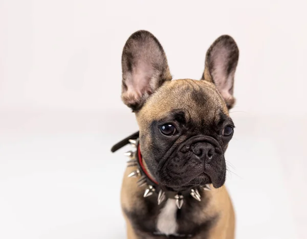 かわいいフランスのブルドッグ子犬 — ストック写真