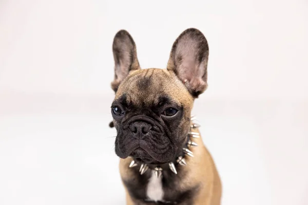 Un simpatico cucciolo di bulldog francese — Foto Stock
