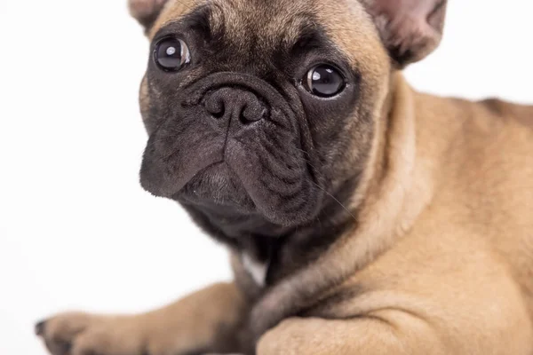 Um filhote de cachorro bulldog francês bonito — Fotografia de Stock