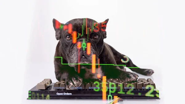 Bulldog mit Computertastatur und Lagerdaten — Stockfoto