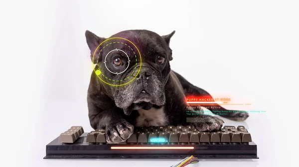 Bulldog hacker con tastiera del computer — Foto Stock
