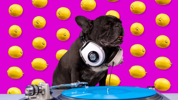 Bulldog spelar skivor med bakgrund av citroner — Stockfoto