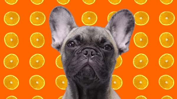 Pet bulldog câmera de frente com laranjas caindo no fundo — Fotografia de Stock