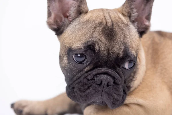 Um filhote de cachorro bulldog francês bonito — Fotografia de Stock