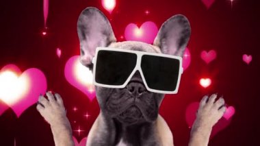 Tatlı bir Fransız bulldog köpeği el sallıyor.