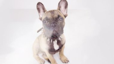Kulaklıklı sevimli bulldog.