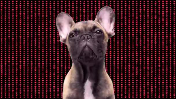 Roztomilé francouzské buldok štěně se srdcem — Stock video