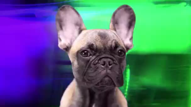 귀여운 렌치 불독 강아지 — 비디오