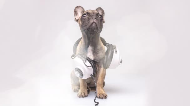 Söt bulldogg med hörlurar — Stockvideo