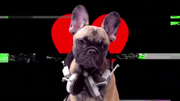 A cute french bulldog puppy with hearts — Stock Video