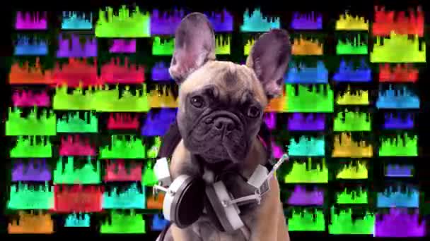 Un simpatico cucciolo di bulldog francese — Video Stock