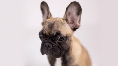 Döngü hareketinde sevimli bulldog
