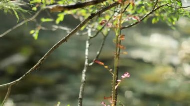 Yüzeysel odaklı doğa manzarası