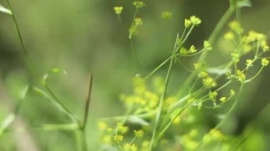 Yüzeysel odaklı doğa manzarası