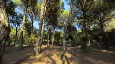 Gölgeleri hareket eden bir ormanın döngüsel zamanlaması