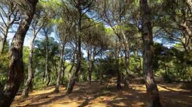 Gölgeleri hareket eden bir ormanın döngüsel zamanlaması