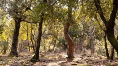 Gölgeleri hareket eden bir ormanın döngüsel zamanlaması