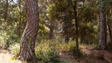 Gölgeleri hareket eden bir ormanın döngüsel zamanlaması