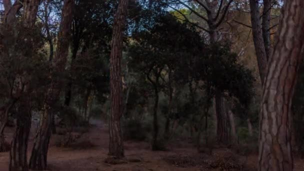 Loopable timelapse of a forest with the shadow moving — Stock video