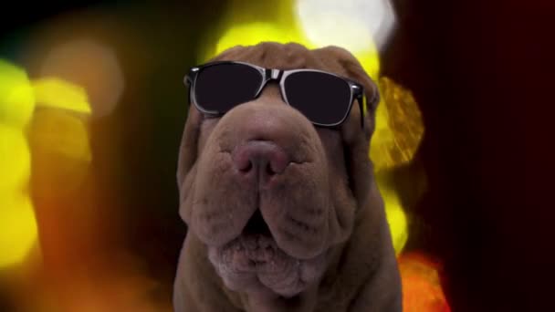 French bulldog with sunglasses — Stock Video