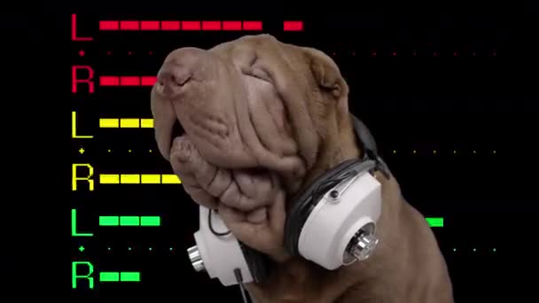 DJ francia bulldog fejhallgatóval — Stock videók