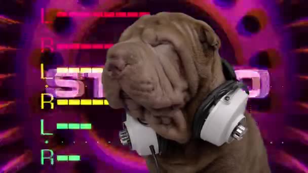 DJ francouzský buldok se sluchátky — Stock video