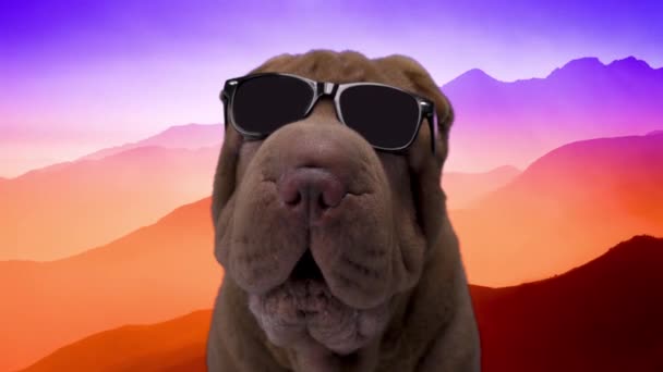 Bulldog francés con gafas de sol — Vídeos de Stock