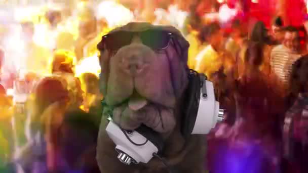 DJ法国斗牛犬，头戴耳机 — 图库视频影像