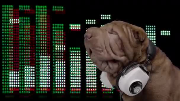 DJ bulldog francês com fones de ouvido — Vídeo de Stock