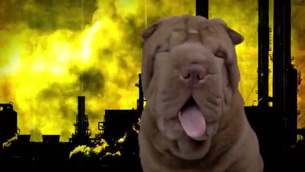 French bulldog with industrial background — Stock Video