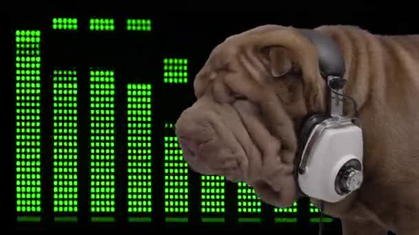 DJ franse bulldog met hoofdtelefoon — Stockvideo