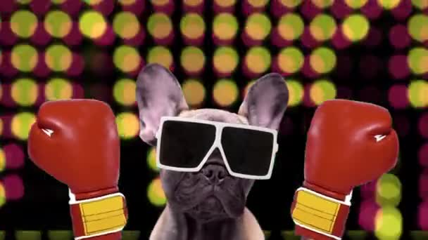 Um bonito francês bulldog puppy boxing — Vídeo de Stock