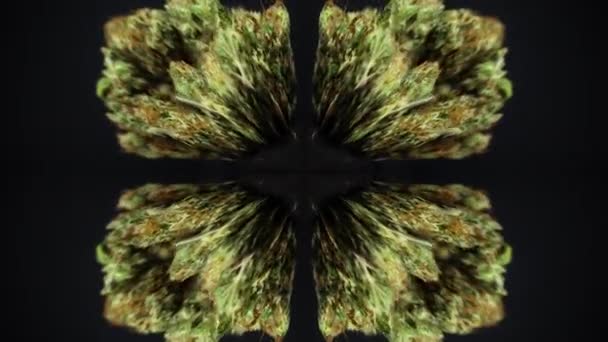 Abstrakcyjny kulisty wzór pączków marihuany — Wideo stockowe