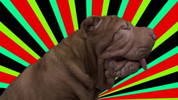 Shar pei cão com fundo abstrato — Fotografia de Stock