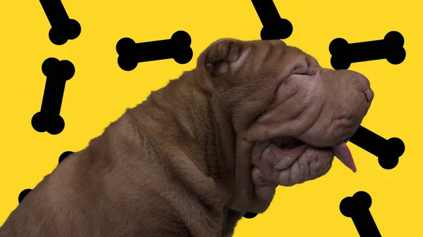 Shar pei Hund mit fallenden Knochen Hintergrund — Stockfoto