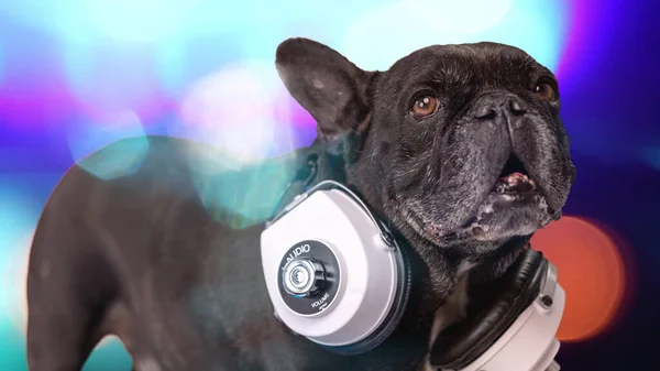 DJ bulldog francês com fones de ouvido Imagem De Stock