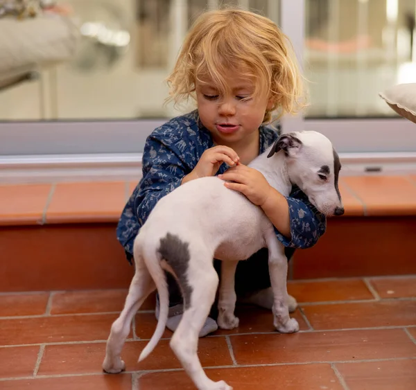 Aranyos lány az ő pet whippet kiskutya — Stock Fotó